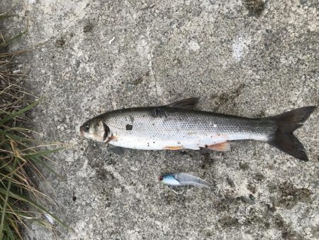 出張フィッシング